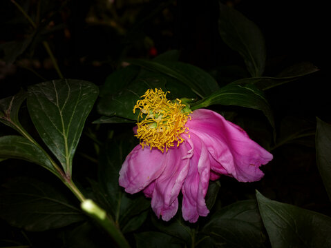 芍药