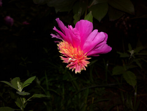 芍药