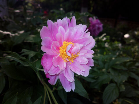 芍药
