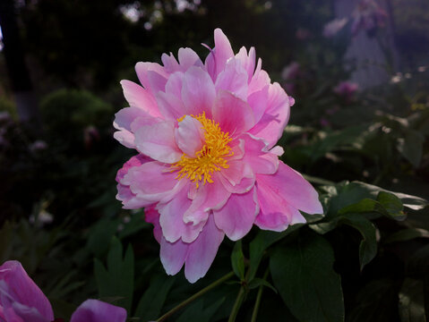 芍药
