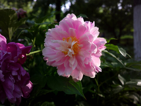 芍药