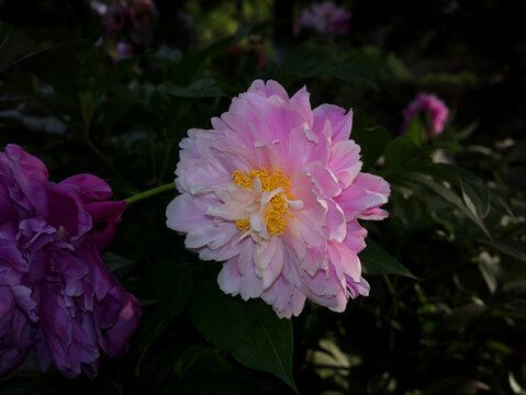 芍药