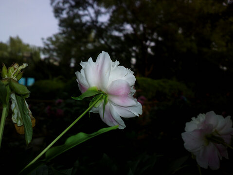芍药