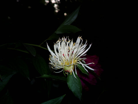 芍药