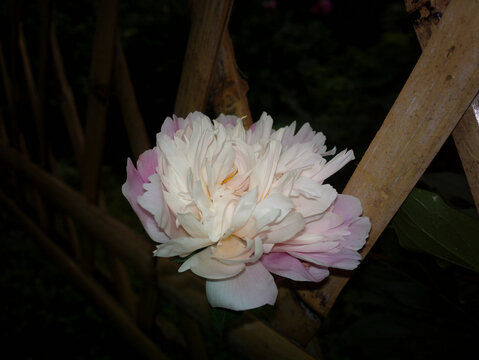 芍药