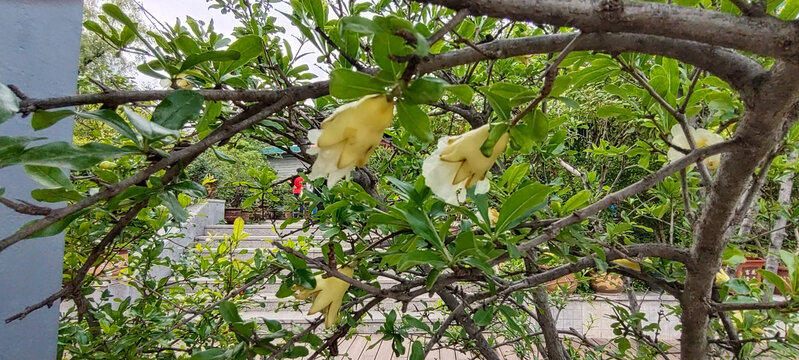 黄色石榴花开