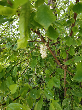 春天白色绣球花珍珠绣球绿化