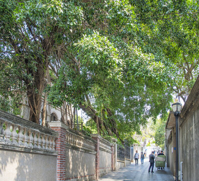 鼓浪屿榕树覆盖的小路与院墙
