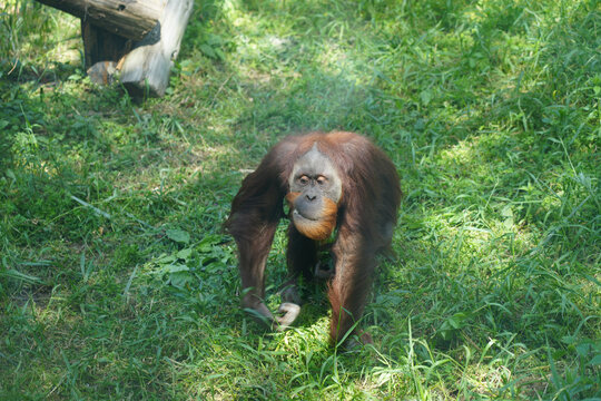 婆罗洲猩猩