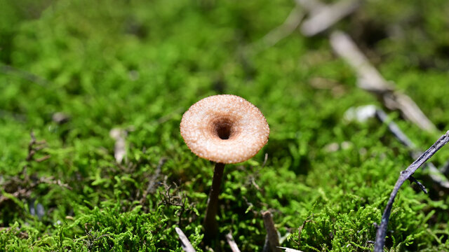 小蘑菇微距