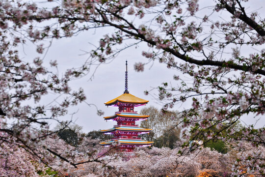 武汉东湖樱花园