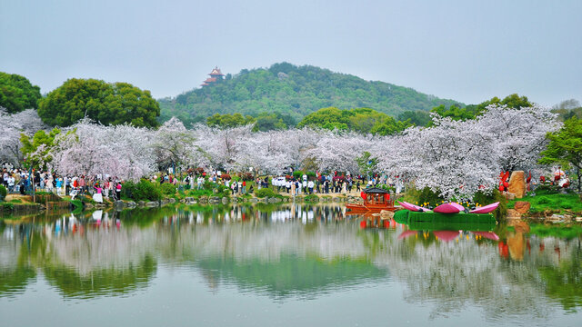 武汉东湖樱花园