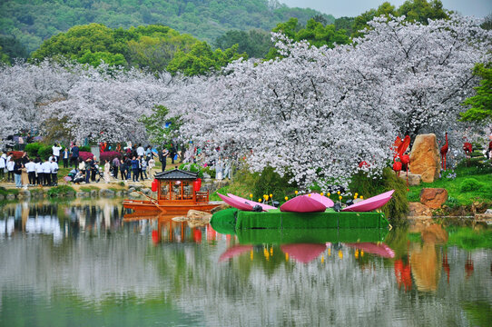 武汉东湖樱花园