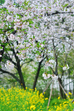 武汉东湖公园樱花园