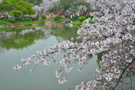 武汉东湖公园樱花园