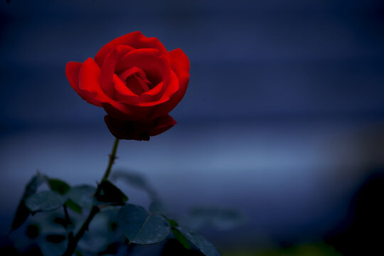 一枝高清红色玫瑰花