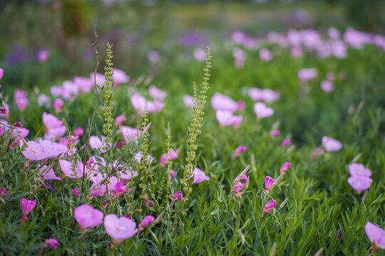 紫色小花