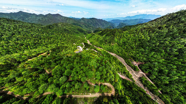 荥经安靖水司坪鸽子花