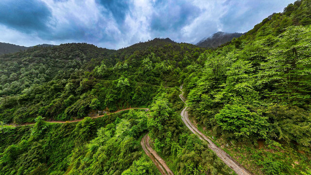 荥经安靖水司坪鸽子花