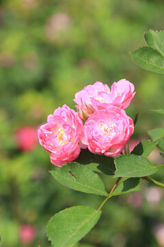 蔷薇花朵