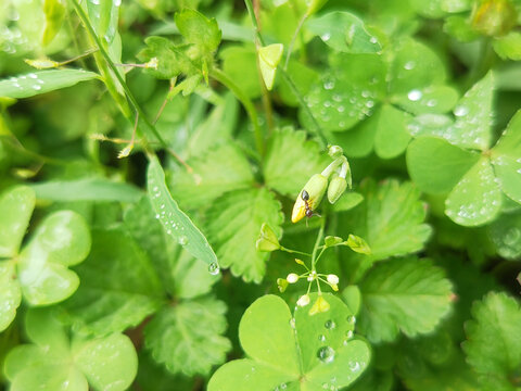 静物