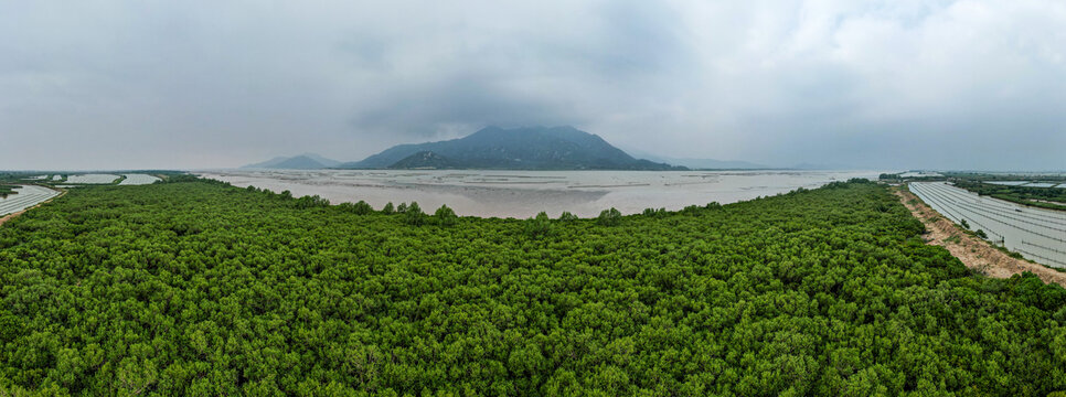 江门镇海湾红树林自然保护区