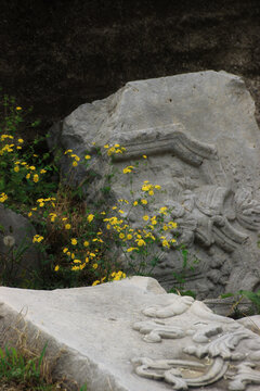 岩石旁的黄色野菊花