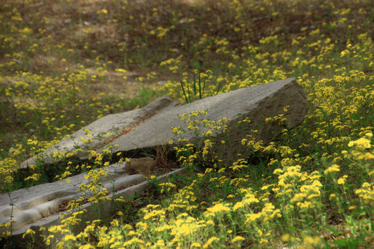 岩石旁的黄色野菊花