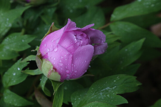 雨中牡丹