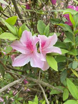 杜鹃花