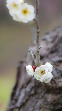 梅花