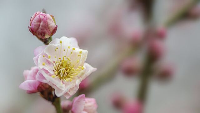 梅花