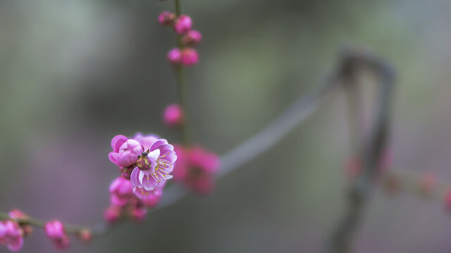 梅花