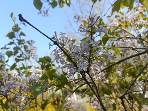 迎春花