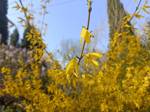 迎春花