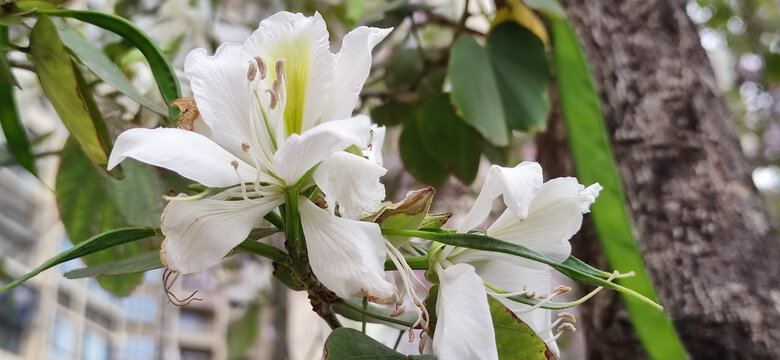 白花洋紫荆