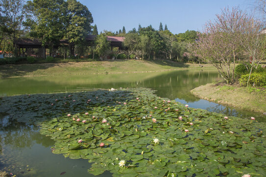 云霄七星山生态公园莲花池塘