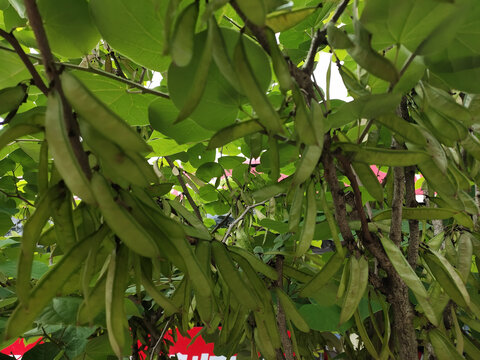 紫荆树豆荚背景