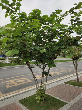 紫荆树与果实