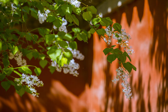 丁香花