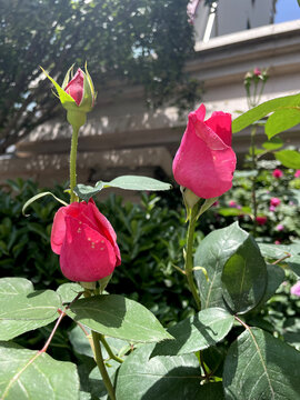 红色月季花蕾