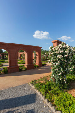 大观楼公园拱形门盛开月季花