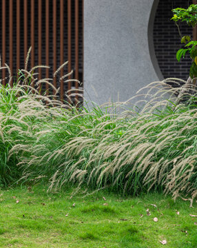 狗尾巴草