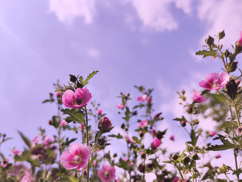 天空下的小木槿花