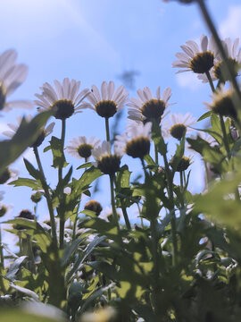 小雏菊与蓝天