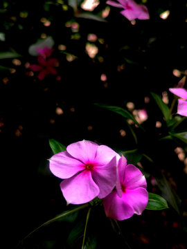 长春花月季花