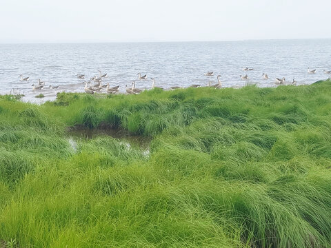 湖边大雁