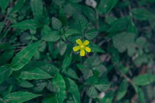 栀子花