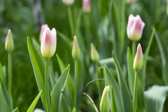 粉红色郁金香花苞