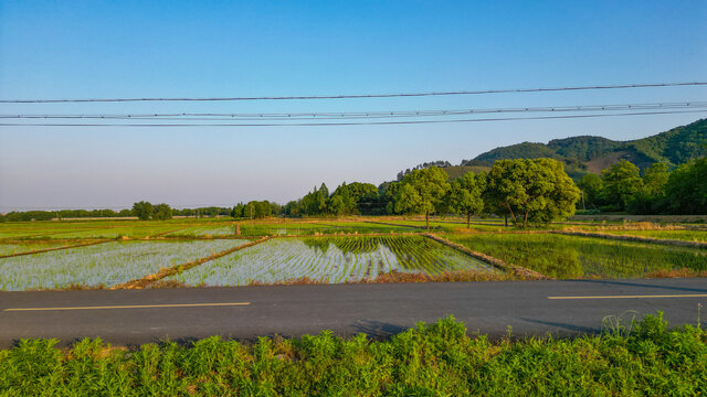 稻田灌溉